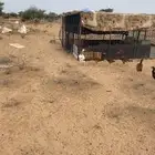 دجاج باكستاني