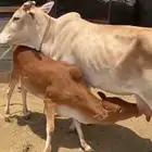 بقره بلديه
