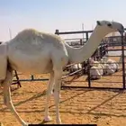 قعود اوضح باتلي