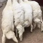 خرفان جبره ذبايح