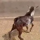 تيس فحل أجم