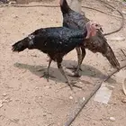 دجاج رومي صحه ونظافه لا يسوم الا الصامل
