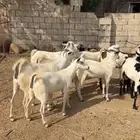 ماعز. تم البيع