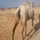 للبيع ناقه لقحه