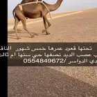 وادي الدواسر