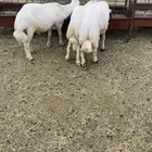 خرفان 4 شهور و5 شهور