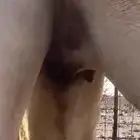بكره بكر لقحه