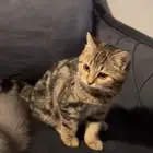 قطة تايقر
