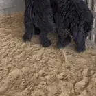 خرفان عرب