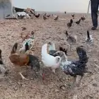 فروخ دجاج