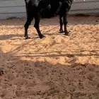 عنز عارضيه دافع
