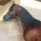 للبيع حصان مكس حفيد دبليو اتش جستس