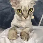 قطة مفقوده حي دمج لها تقريبا  5 شهور