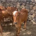 حسيل