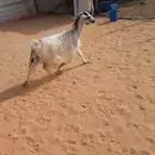 عنز للبيع