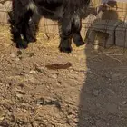 جفره عارضيه صنف ومعرفه تعريف قوي