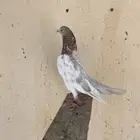 انثى باكستاني