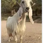 فحل عارضي ابيض منتج بالاحساء
