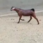 تيس فحل أجم