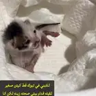 قط كيتن للتبني تبوك