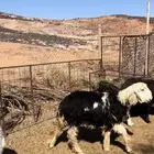 نجد وحري