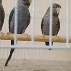 بادجي دبل بلاك