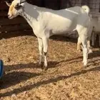 ينبع البحر