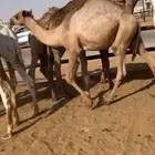 قعود طايش
