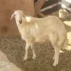 طليان ورخال ذبايح فل شحم تابي وتمارا