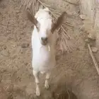 ماعز جنوبي
