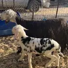 سديس يتبعها خروف