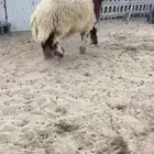 خروف نعيمي تم البيع