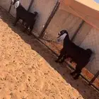 معزا خوات