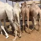 قعدان قصب مفاريد عدد 6