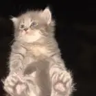 قطط للبيع