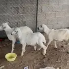 خرفان