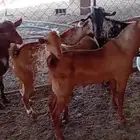 تيوس محايل عدد 5 رؤوس