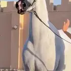 فرس شعبية شيخة تنافس الواهو
