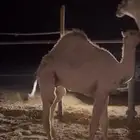 قعود اشقح العمر 6 شهور السوم خارج الحراج 4350 ا