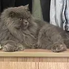 قط مفقود