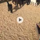 معزا ولد ومضاريع