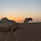 ناقة للبيع لقحة على جمران ولد الهدب