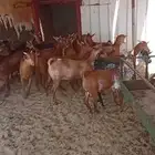 ما شاء الله تيوس وعنقان متناصفه عدد 20