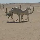 بكره باتليه على ابو عجاريد مع امها للبيع