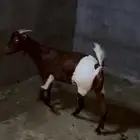 شاه للبيع