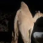 نياق حيل شحم سمان طيبات