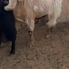 معزا دفيع وتيس فحل
