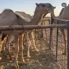 حمرا كفو للبيع