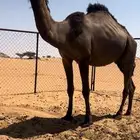 لقحه كفو
