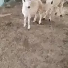 كباشة بلدي